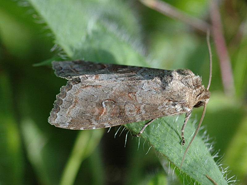 Polia bombycina