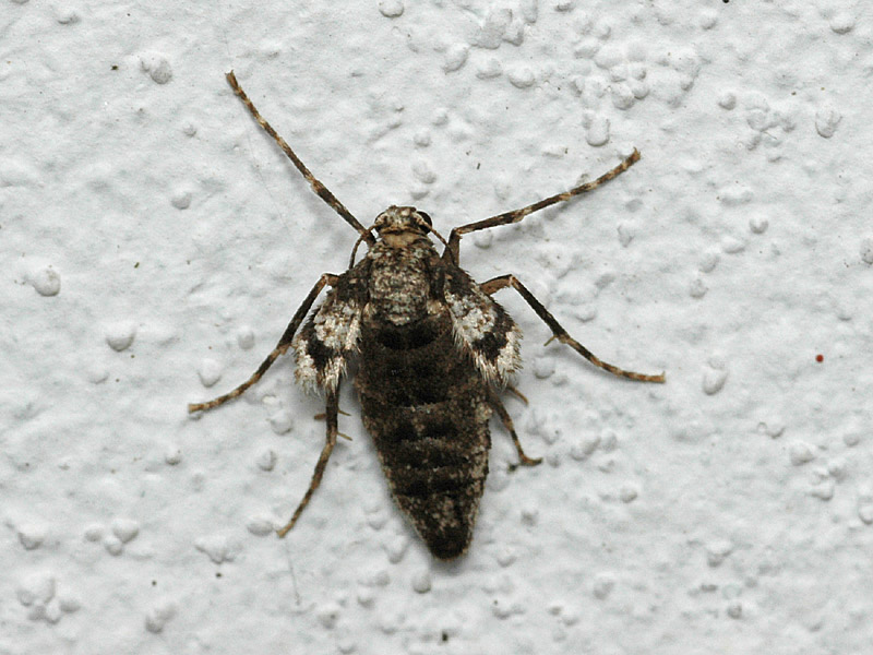 Operophtera brumata