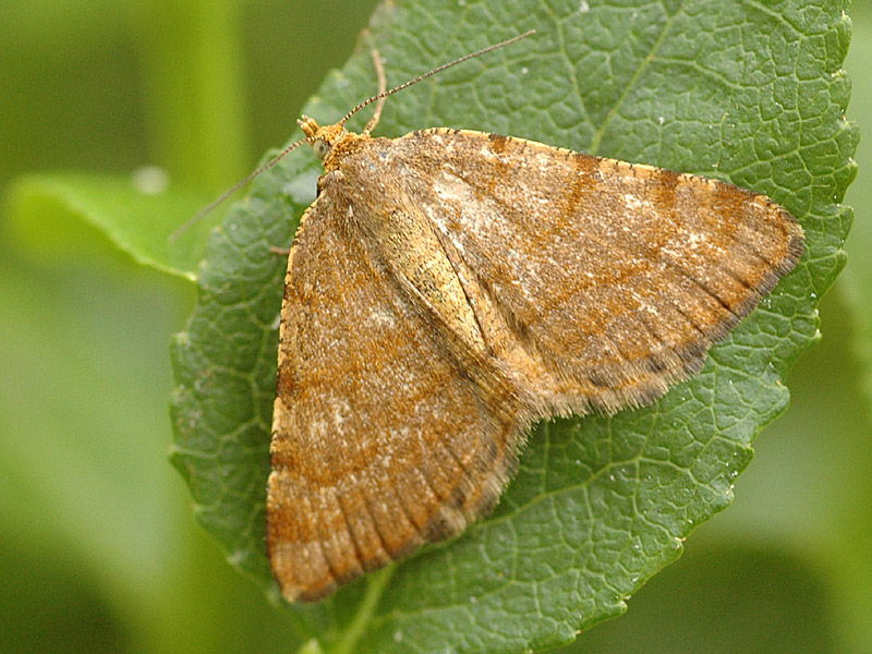 Macaria brunneata