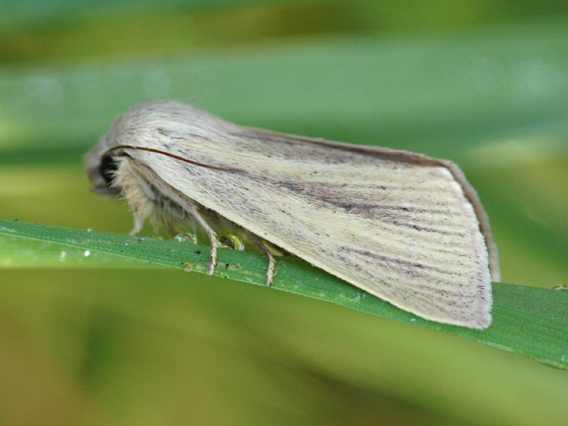 Sedina buettneri