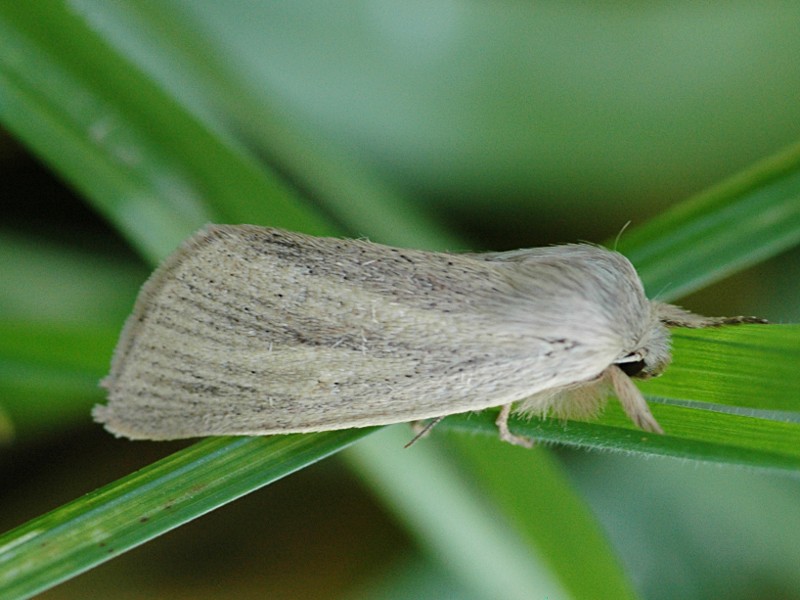 Sedina buettneri