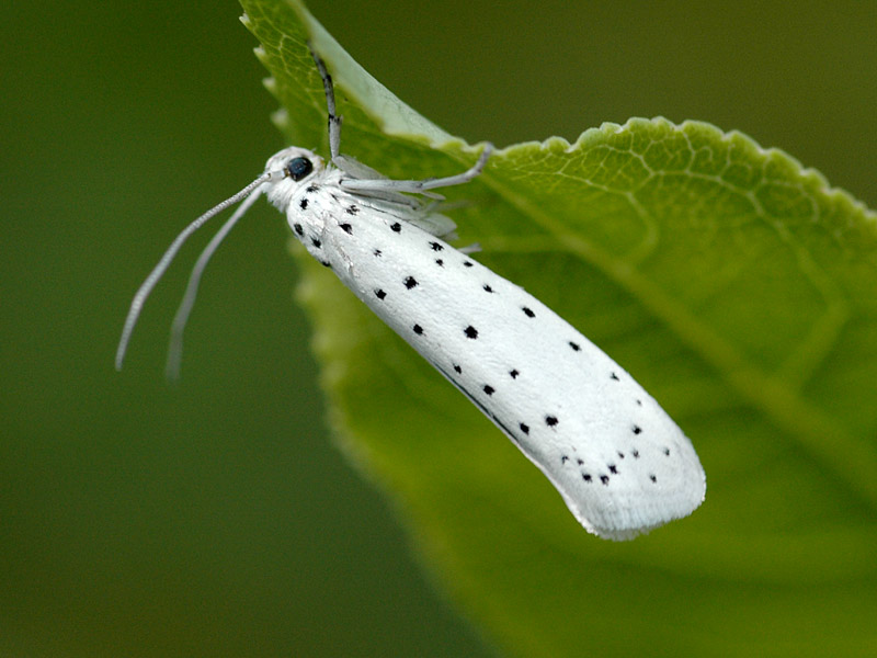 Yponomeuta cagnagella