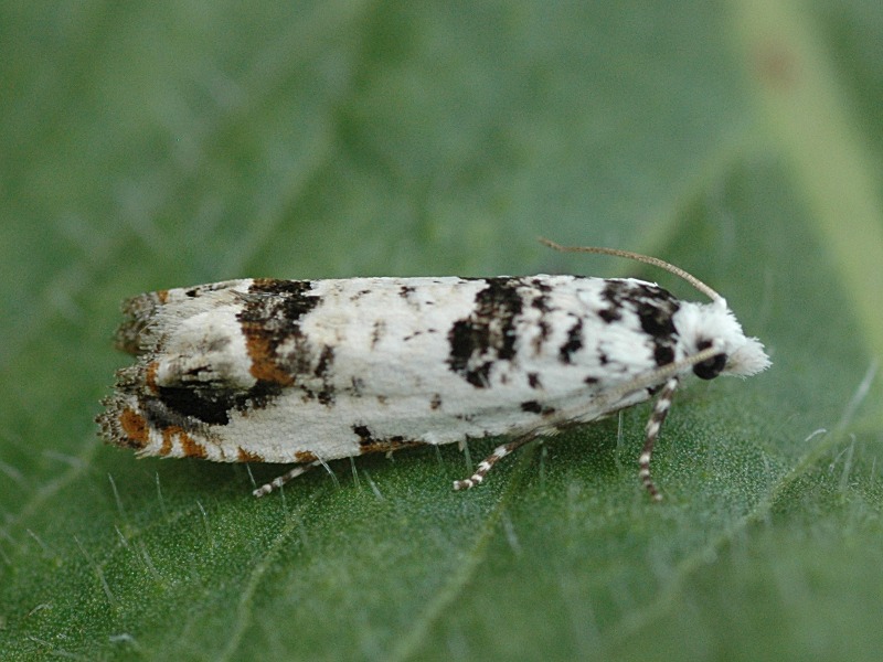 Eucosma campoliliana