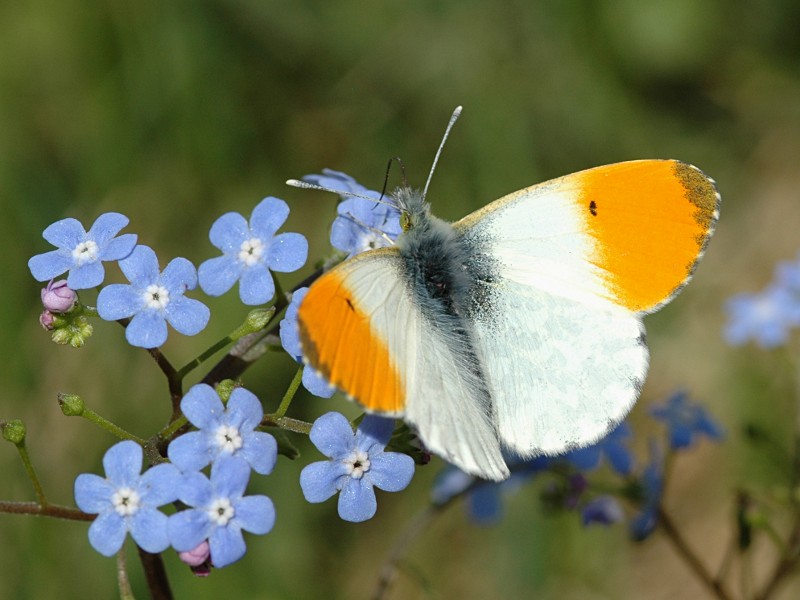 Anthocharis cardamines