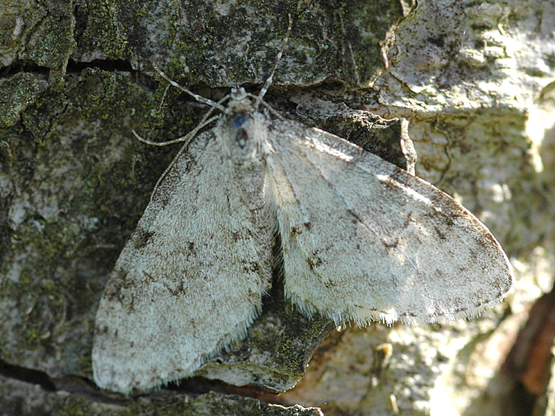 Trichopteryx carpinata