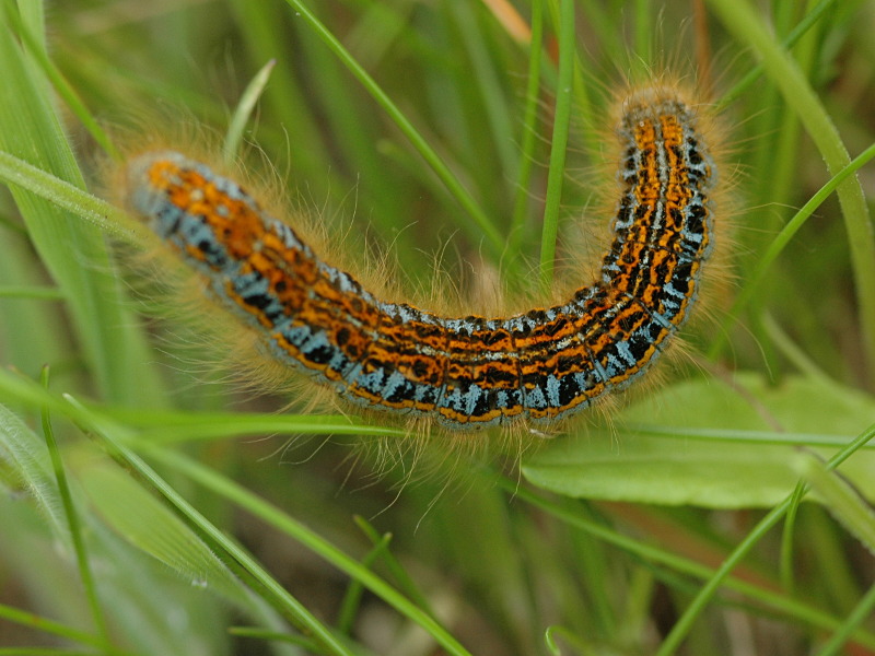 Malacosoma castrensis