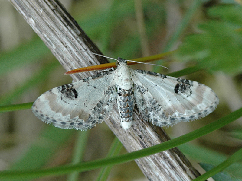 Eupithecia centaureata