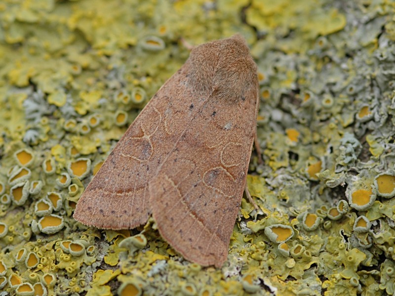 Orthosia cerasi