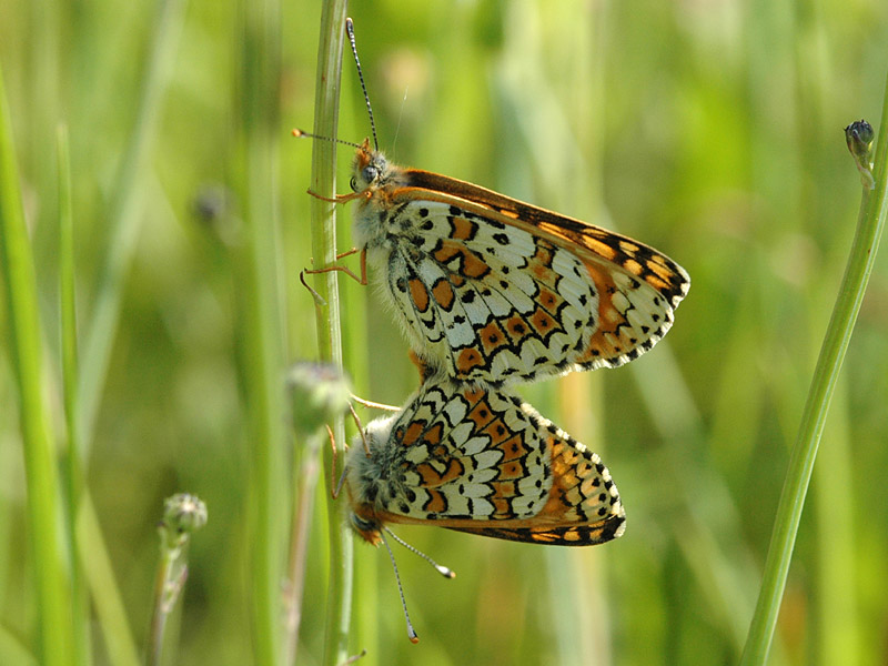 Melitaea cinxia