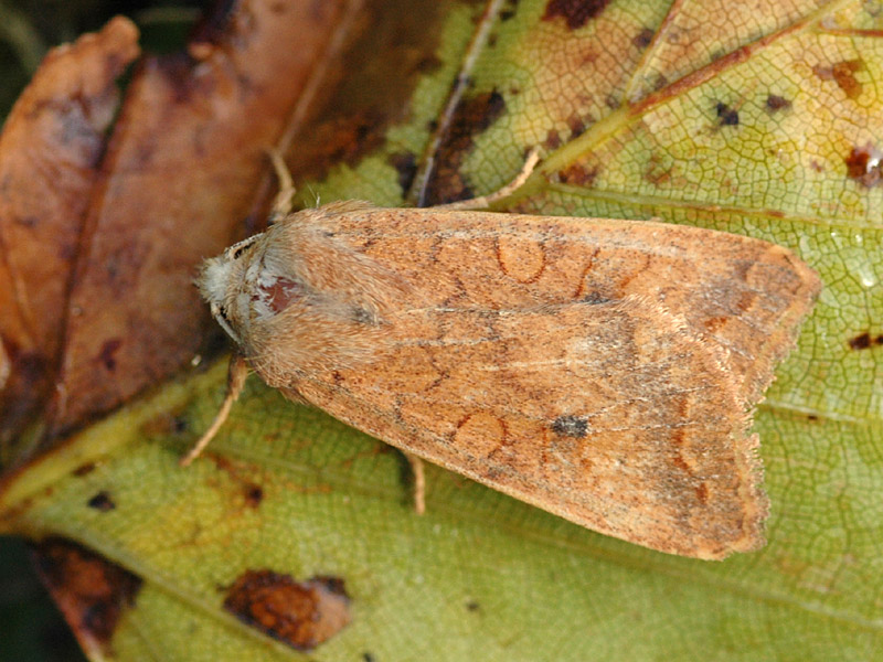 Sunira circellaris
