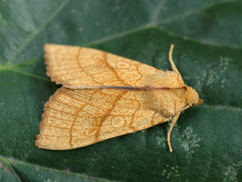 Tiliacea citrago