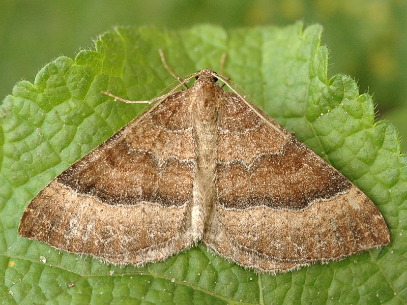 Larentia clavaria