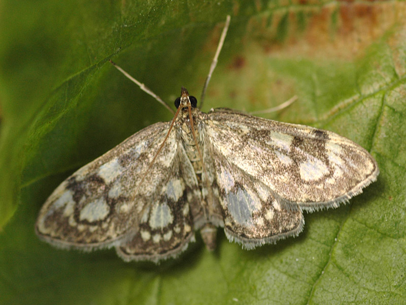 Anania coronata