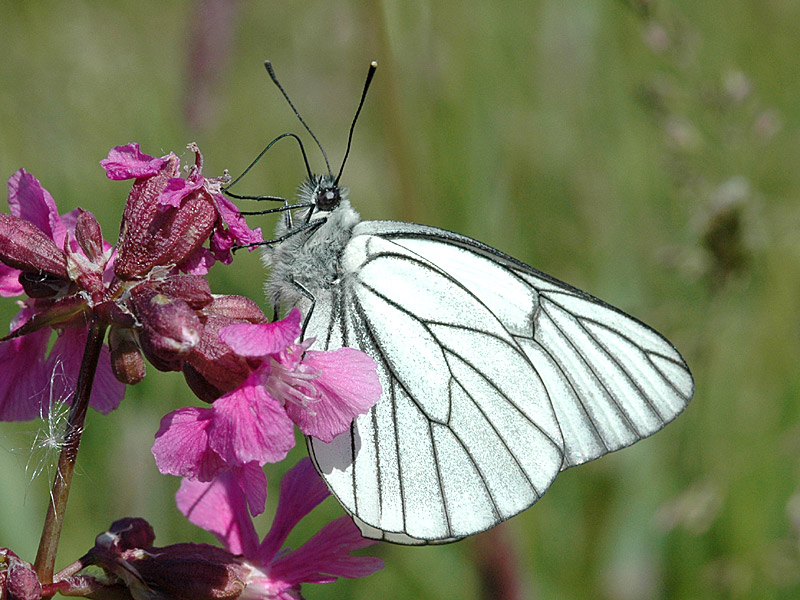 Aporia crataegi