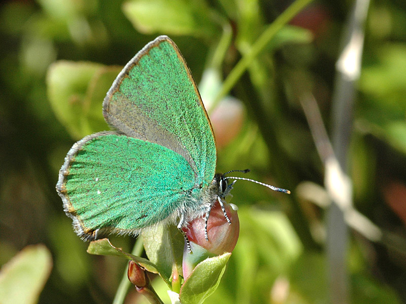 Callophrys rubi