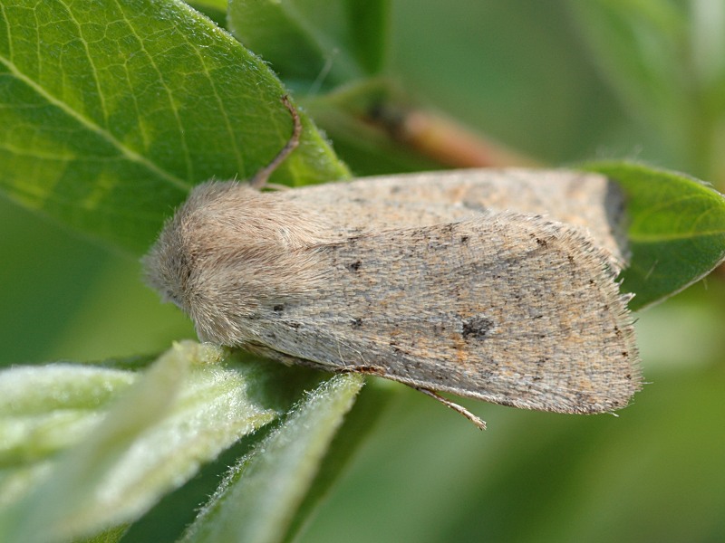 Orthosia cruda