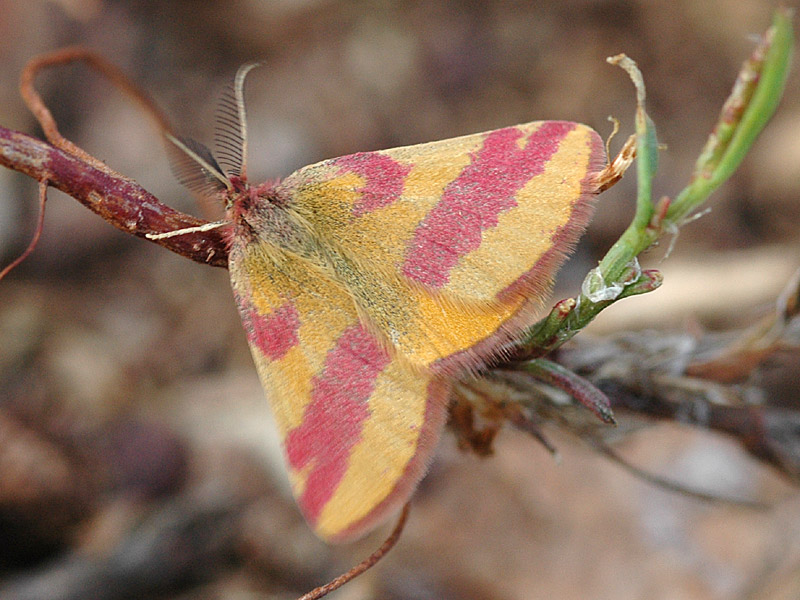 Lythria cruentaria