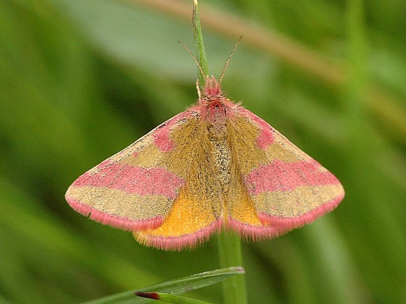 Lythria cruentaria