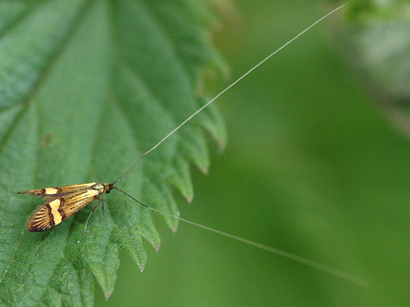 Nemophora degeerella