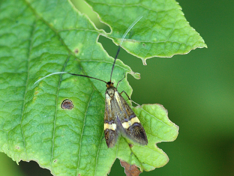 Nemophora degeerella