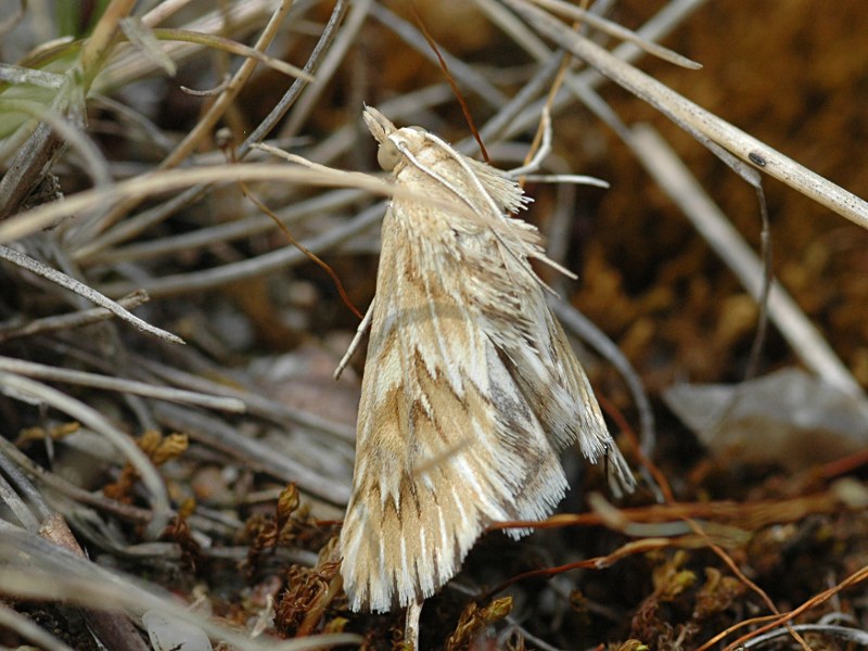 Cynaeda dentalis