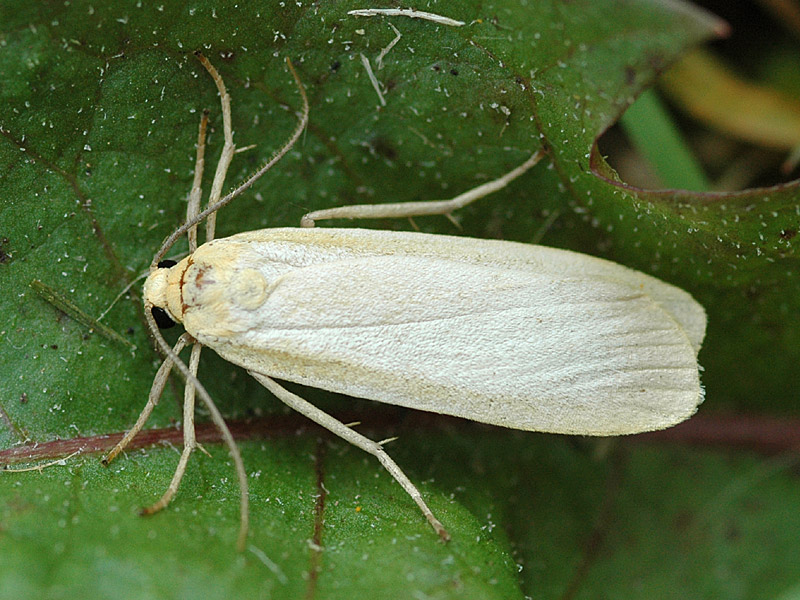 Eilema depressa