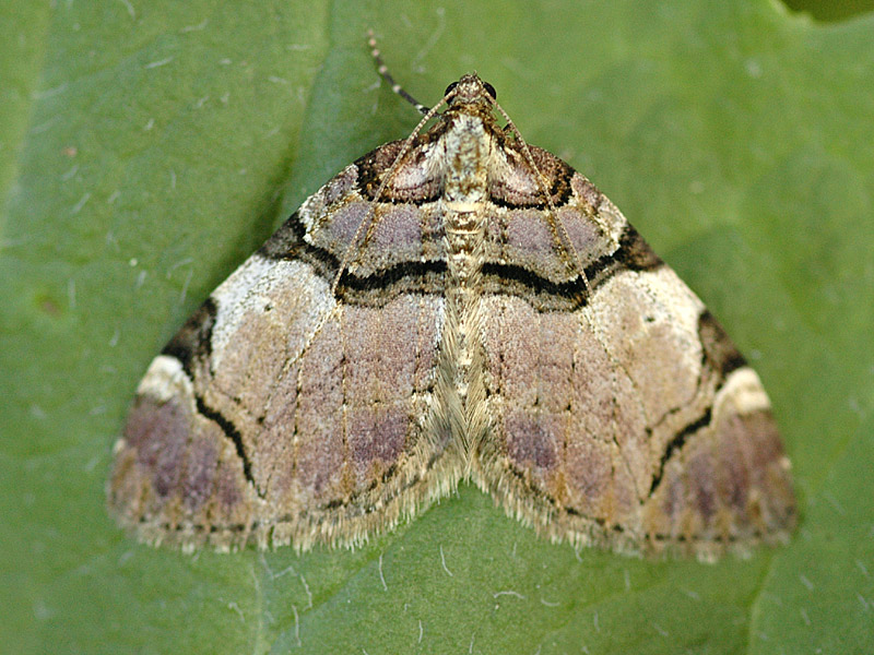 Anticlea derivata