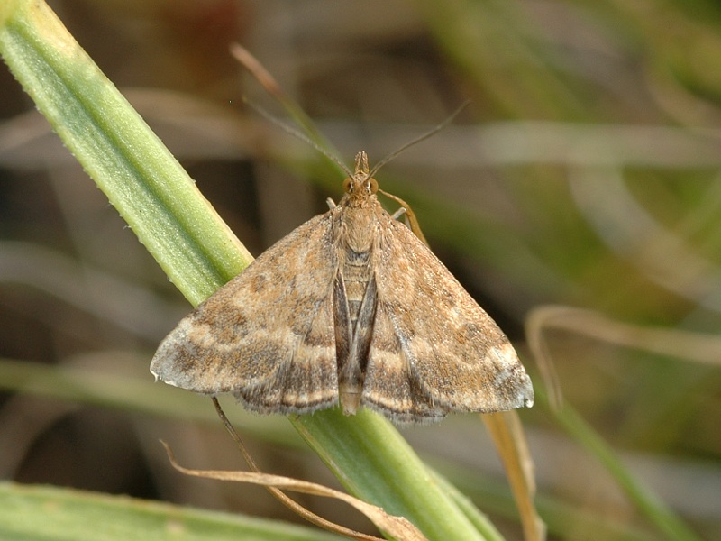 Pyrausta despicata