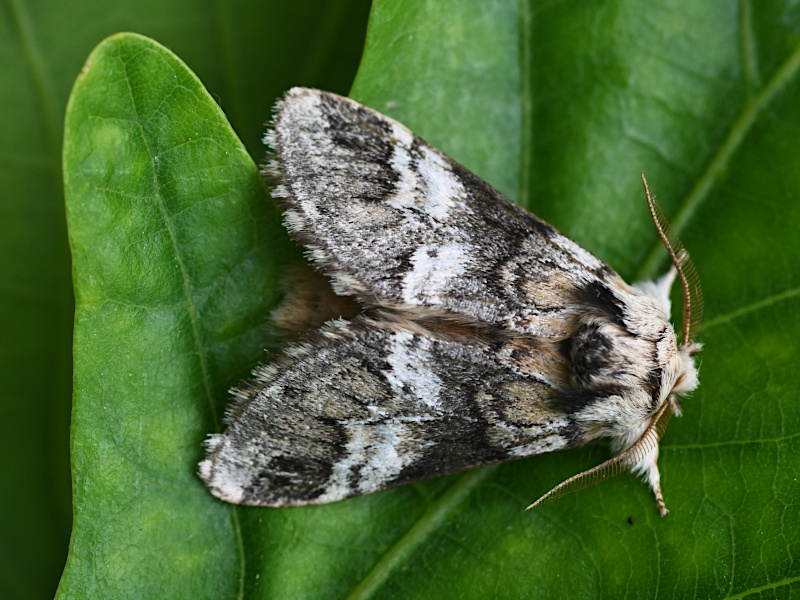 Drymonia dodonaea
