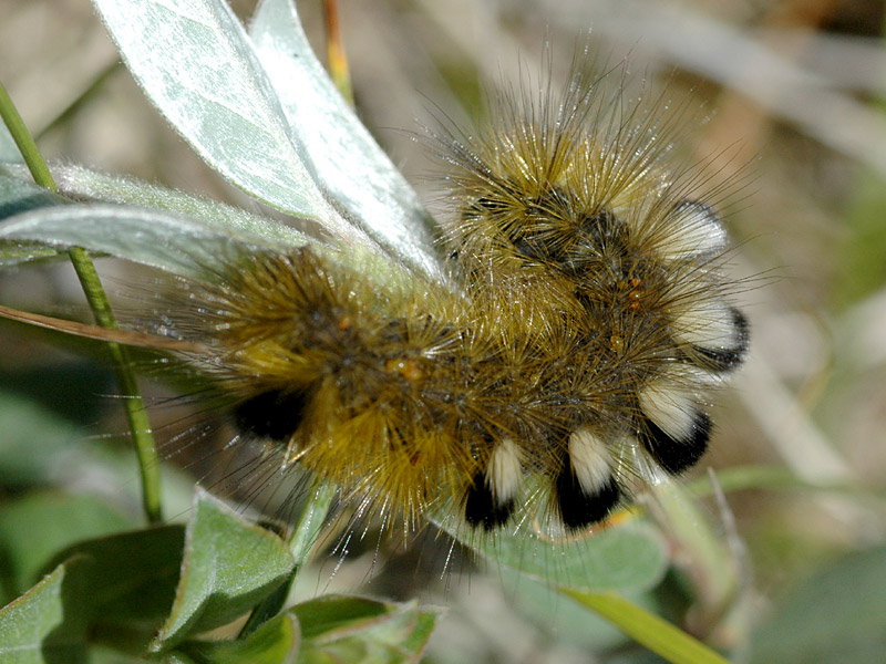 Gynaephora fascelina