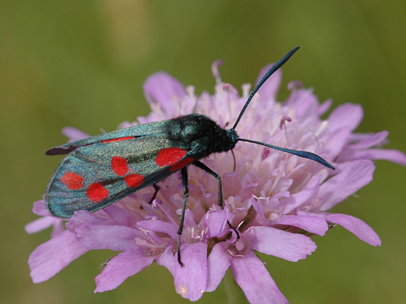 Zygaena filipendulae