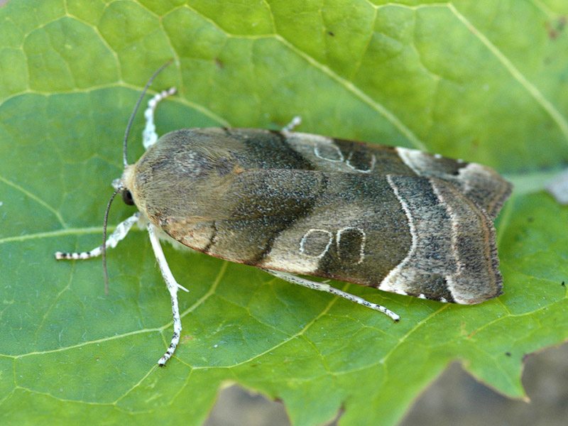 Noctua fimbriata