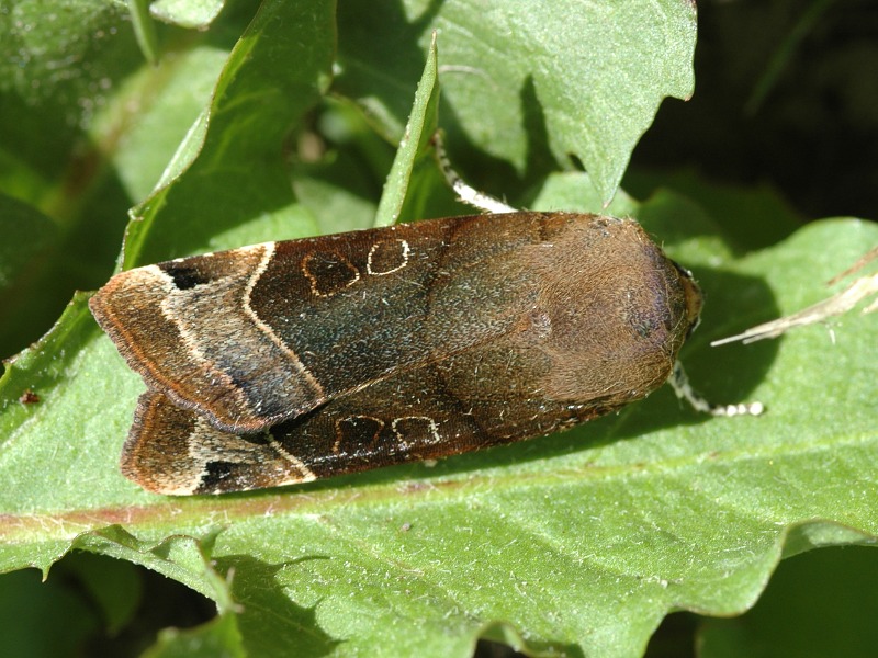 Noctua fimbriata