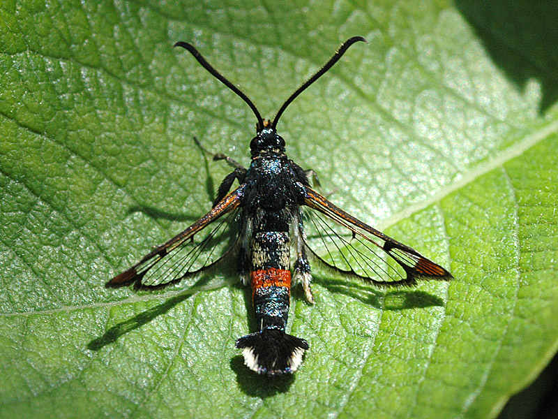 Synanthedon formicaeformis