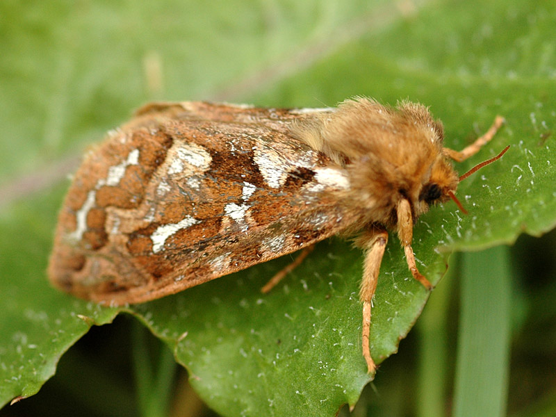 Korscheltellus fusconebulosa