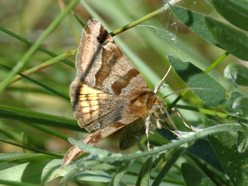 Euclidia glyphica