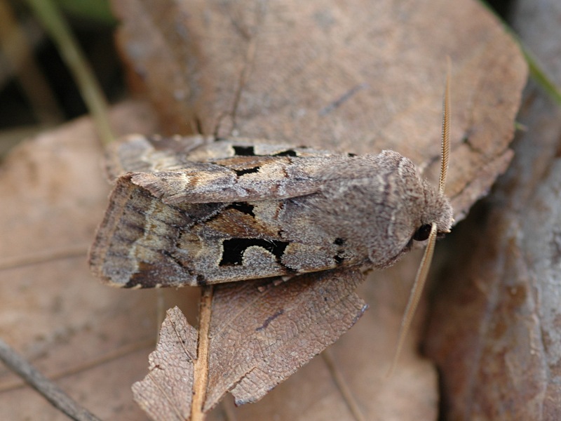 Orthosia gothica