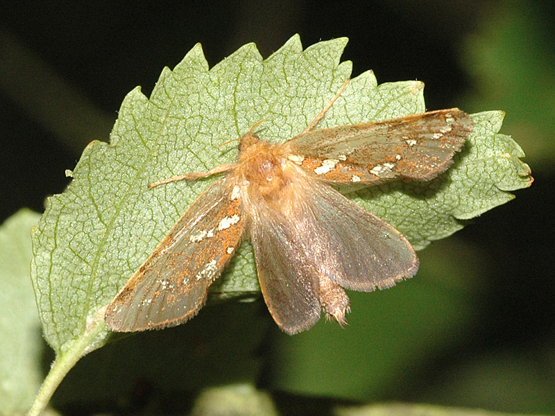 Phymatopus hecta