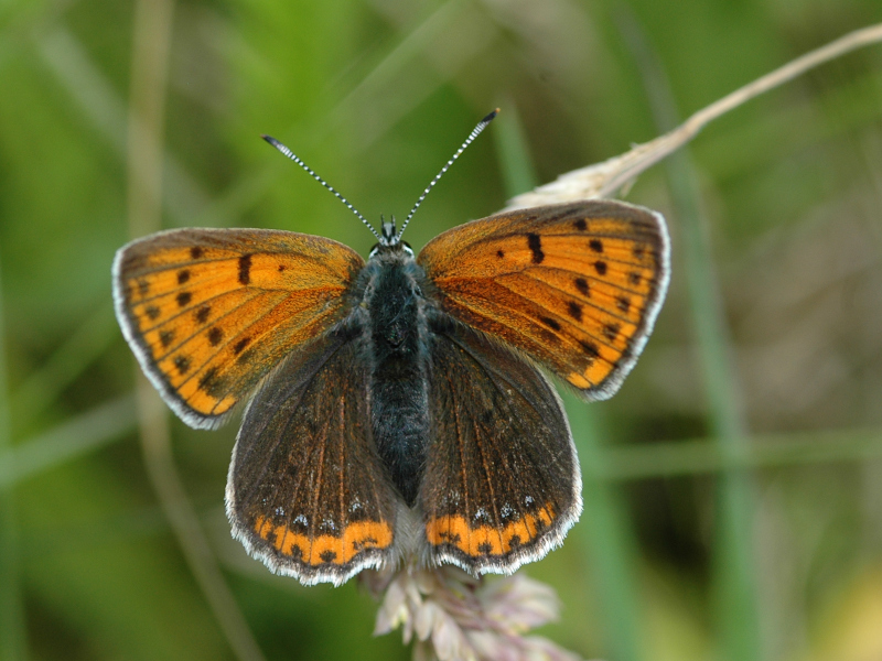 Lycaena hippothoe