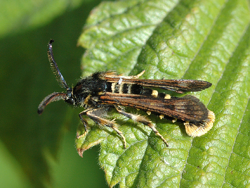 Pennisetia hylaeiformis