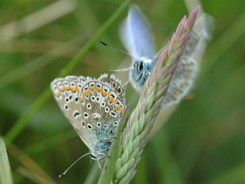 Polyommatus icarus