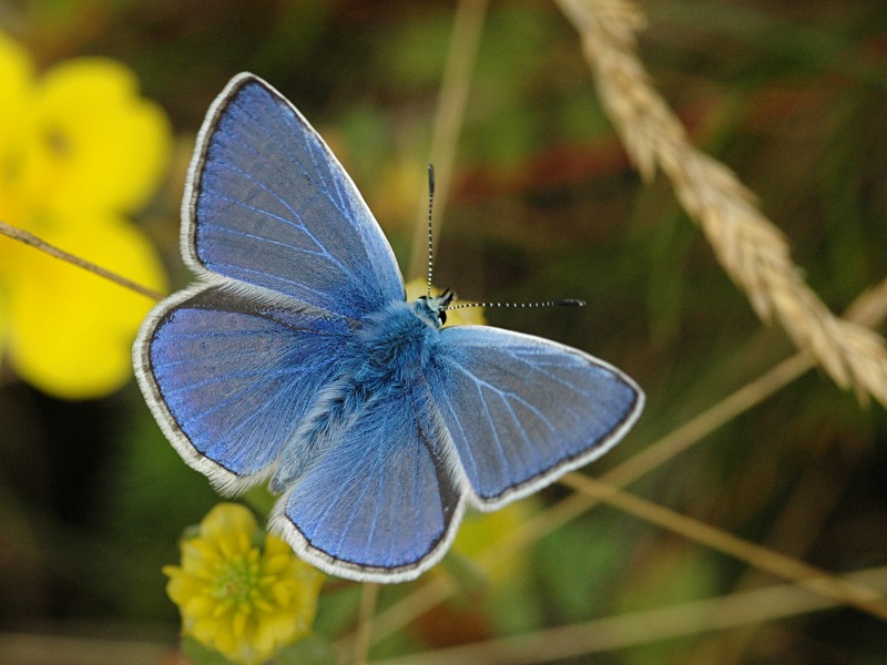 Polyommatus icarus