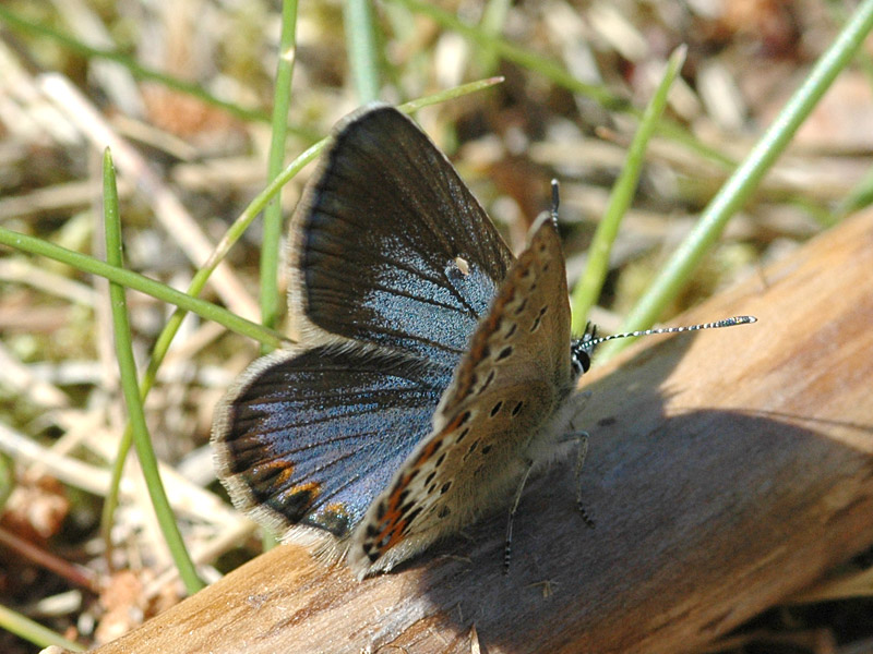 Plebejus idas