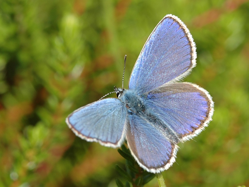 Plebejus idas