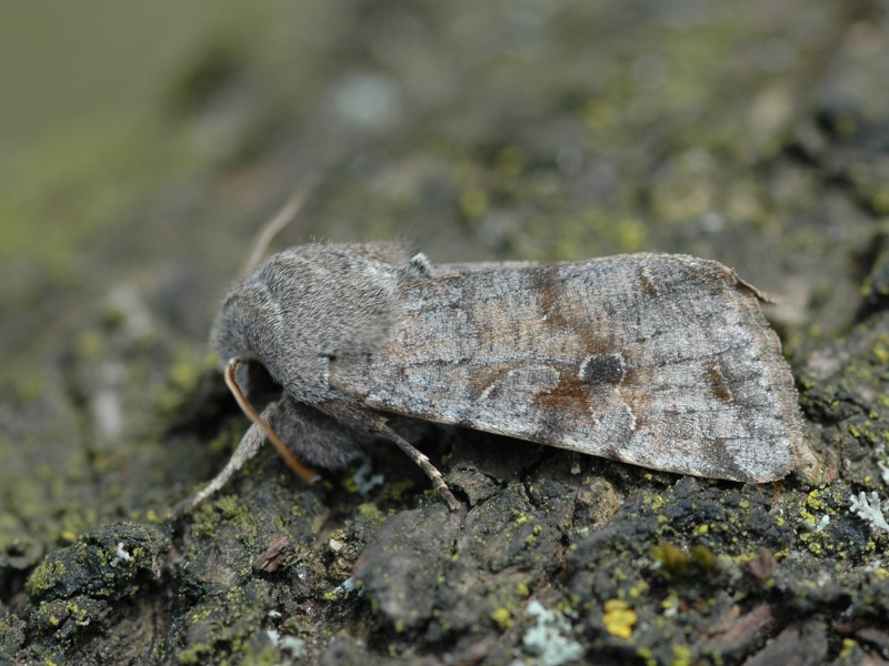 Orthosia incerta