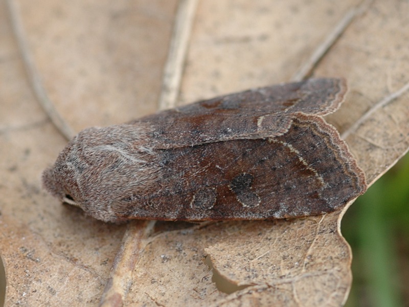 Orthosia incerta