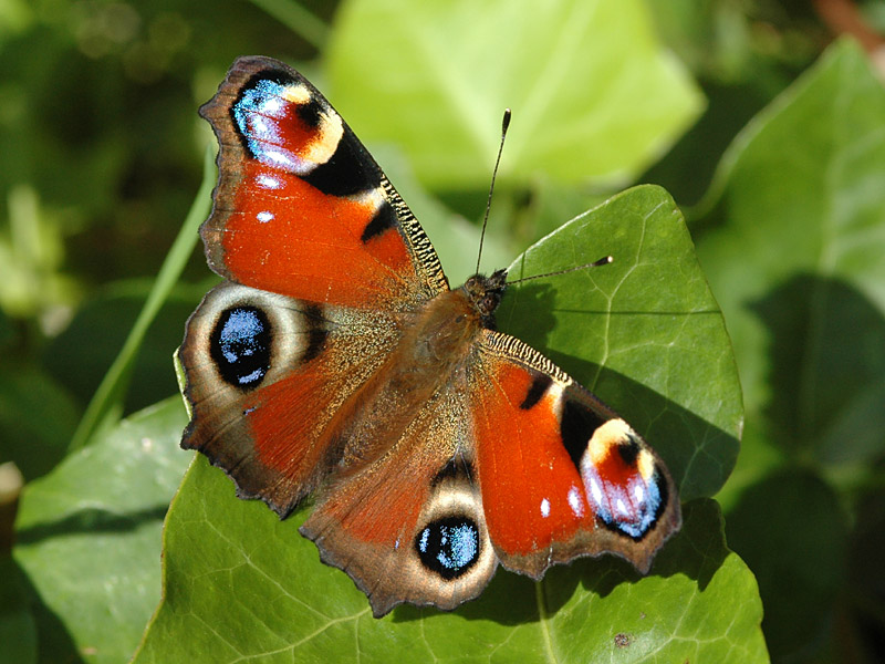 Aglais io