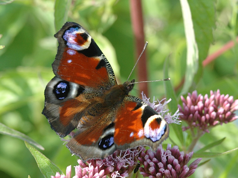 Aglais io