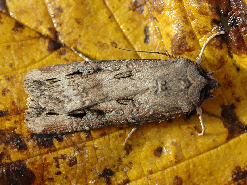 Agrotis ipsilon