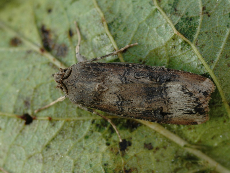 Agrotis ipsilon